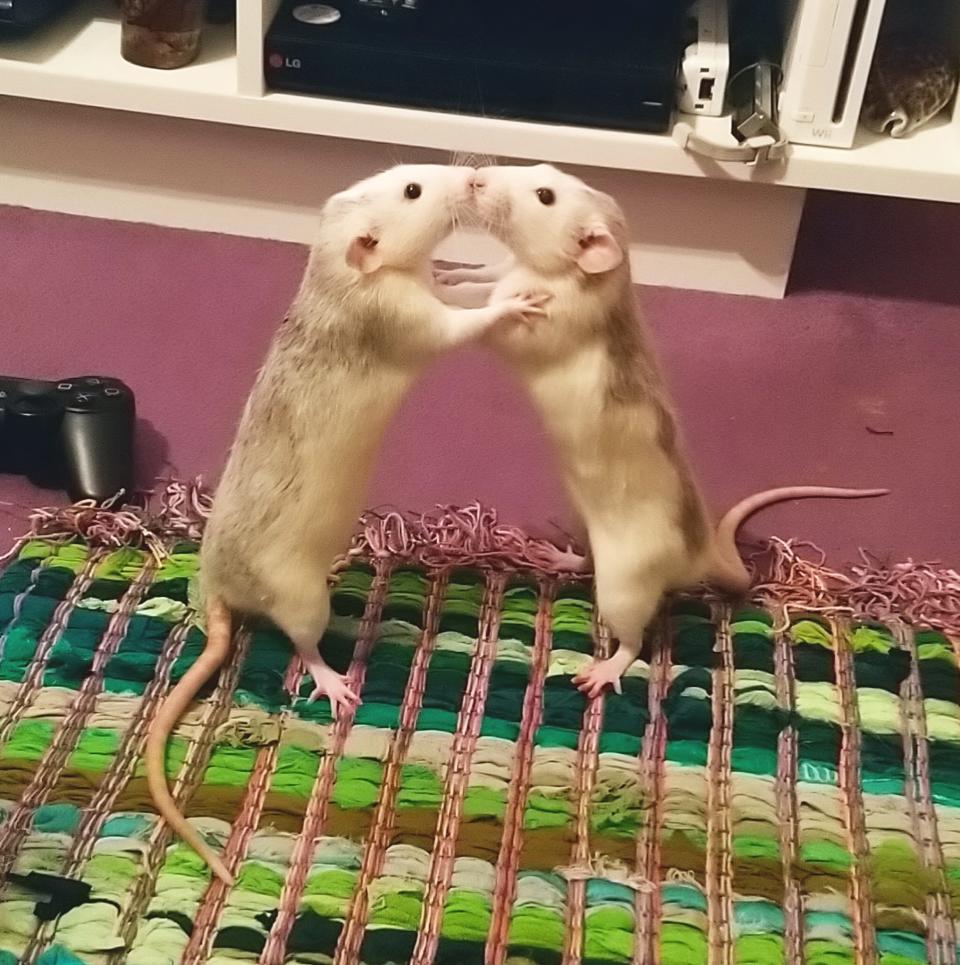 Mice appearing to kiss