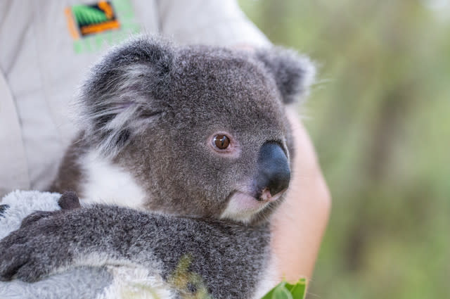 Hand-raised koala joey relocated to new habitat at Australian Zoo