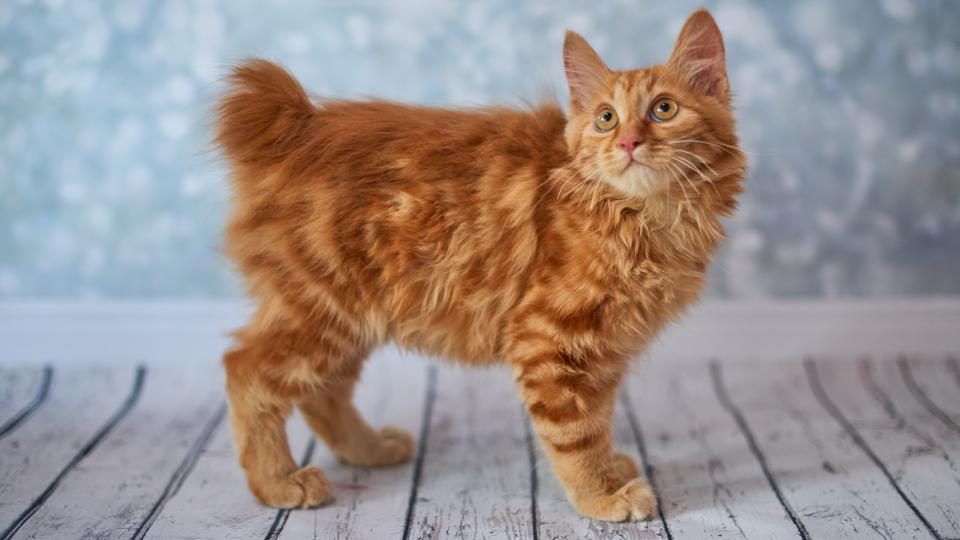 American Bobtail cat