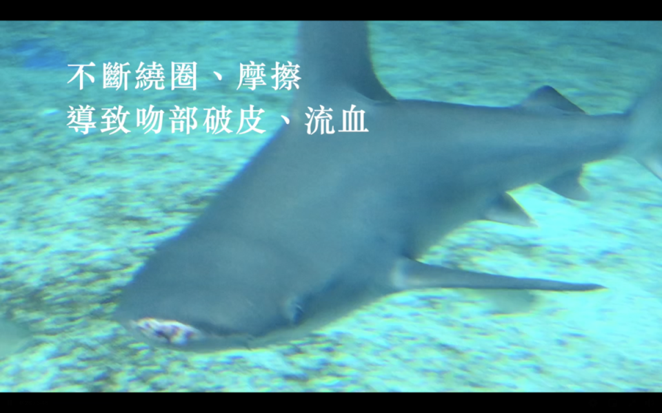 館內的鯊魚吻部受傷。（翻攝自台灣防止虐待動物協會臉書）