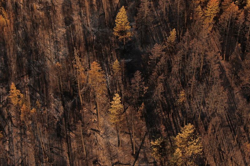 Fire damage from the Red Apple Fire near Wenatchee