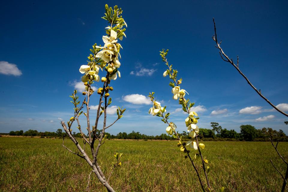 Pawpaw flowers rise above an open pasture at Creek Legacy Ranch in the Lake Hatchineha area. The state recently purchased the 1,342-acre property through the Florida Forever conservation program.