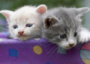 <div class="caption-credit"> Photo by: Thinkstock</div><b>Also on Vetstreet: Top 10 Kitten Names</b> <br> <br> Now that you know the top puppy names take a look at which 10 kitty names reign supreme. <b><a href="http://www.vetstreet.com/our-pet-experts/10-most-popular-kitten-names?WT.mc_id=cc_yahoo" rel="nofollow noopener" target="_blank" data-ylk="slk:See Top 10 Kitten Names;elm:context_link;itc:0;sec:content-canvas" class="link ">See Top 10 Kitten Names</a></b> <br>