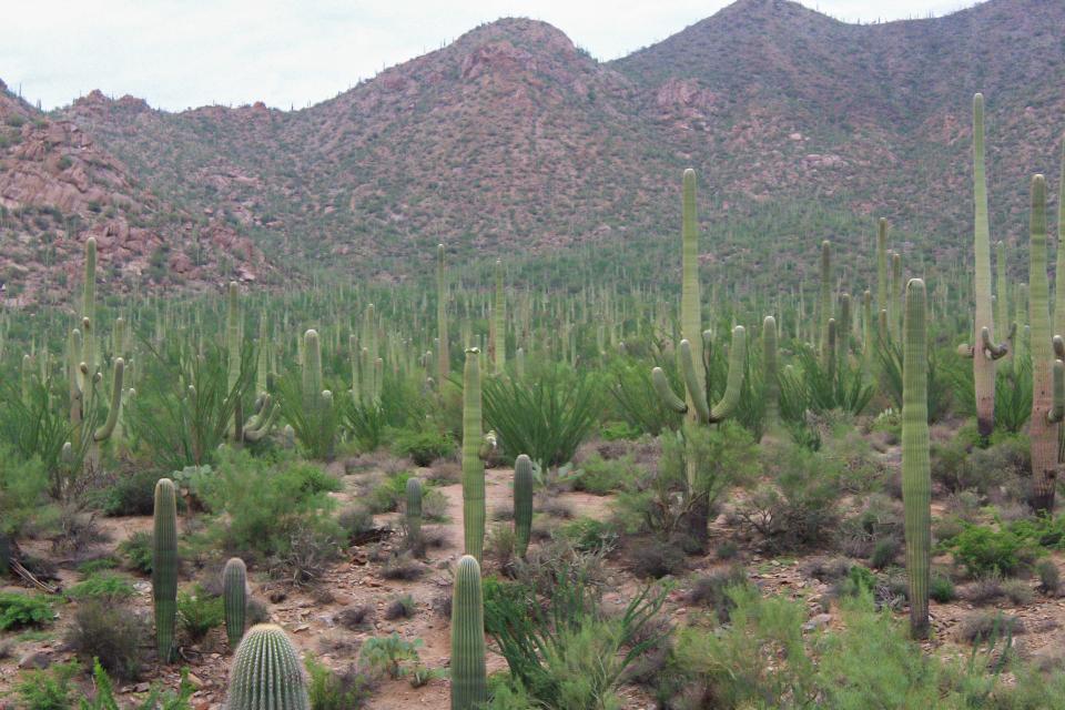 The monsoon plays a large part in the lushness of Saguaro National Park. This photo was taken one day after a monsoon storm hit the park.