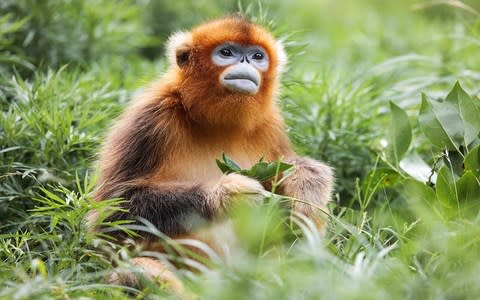 A golden snub-nosed monkey - Credit: Getty