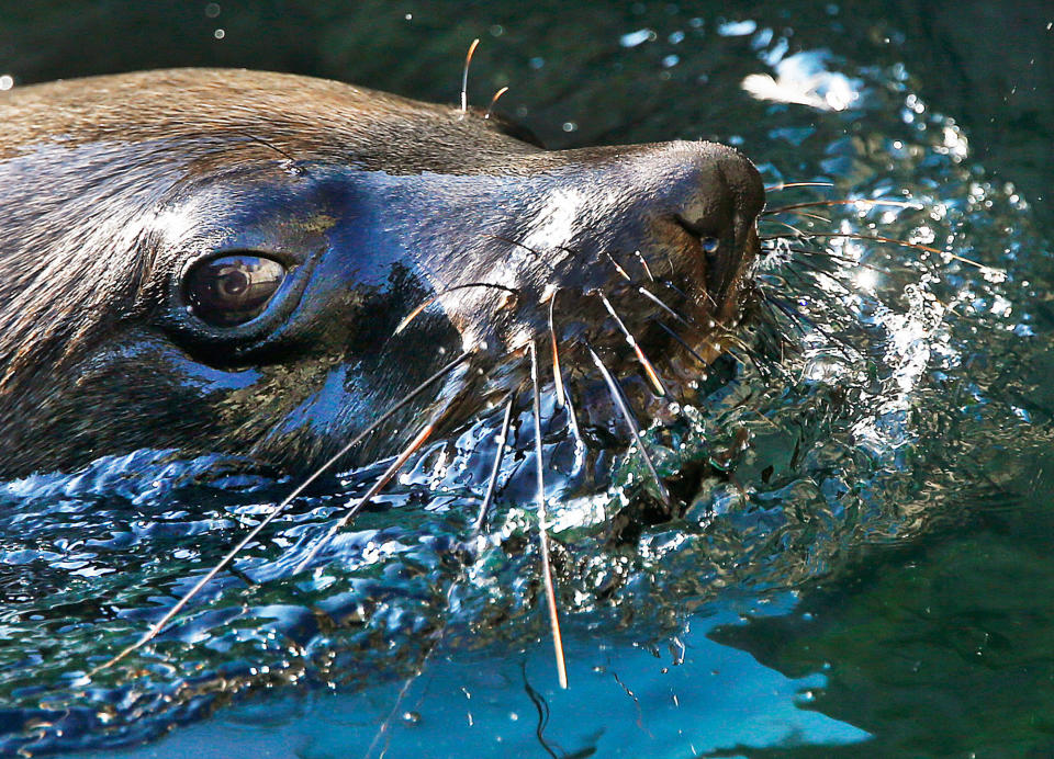 Seal in Germany