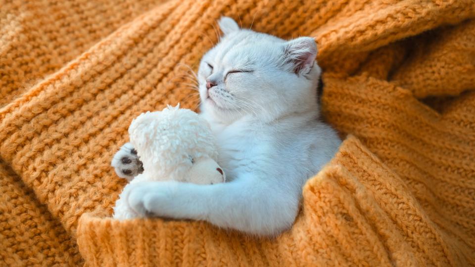 Kitten fast asleep with soft toy in orange blanket