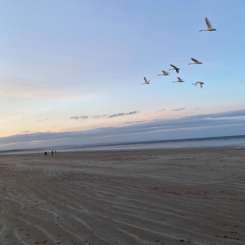 Swans at St Andrews