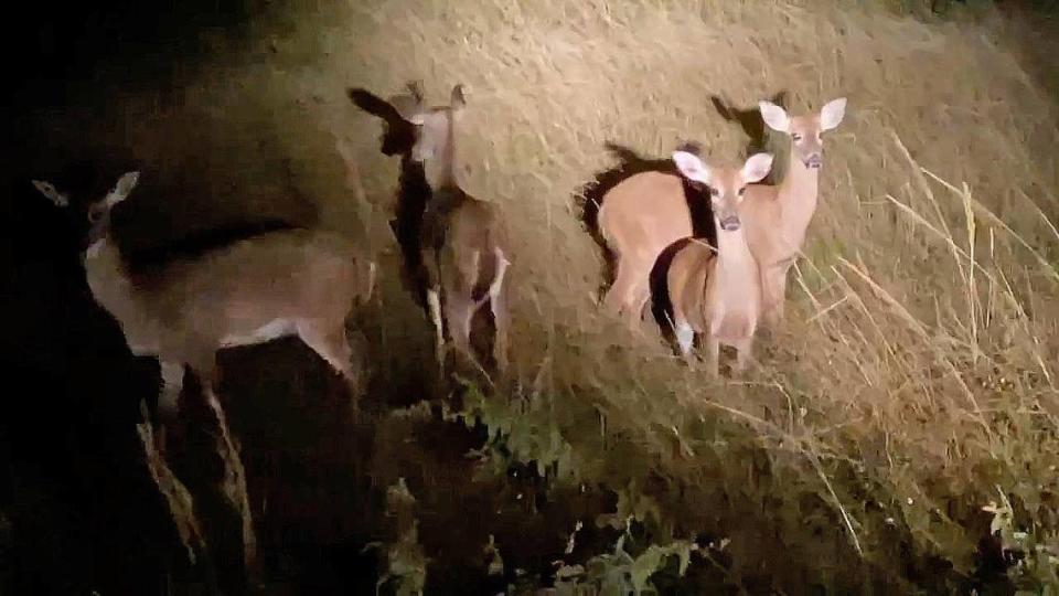 Deer are crowding levees as they seek higher ground from flooded marshes in the central Everglades.