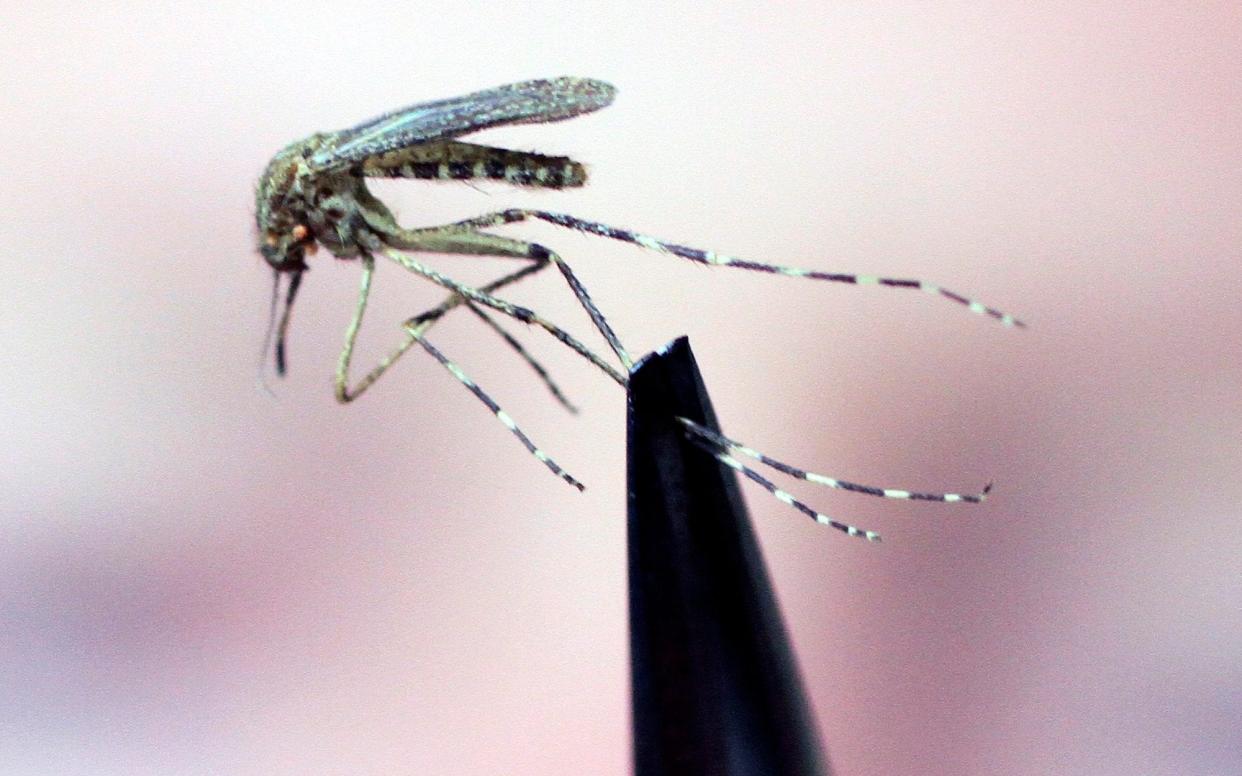 Dengue fever is spread by mosquitoes - Pat Wellenbach/AP