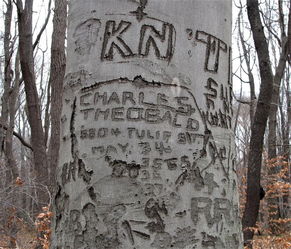 Carvings on this tree on Burlington Island date back to the 1930s.