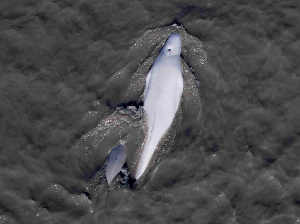 A Cook Inlet beluga mother and calf are seen swimming in 2017. (Photo by Hollis Europe and Jacob Barbaro/NOAA Fisheries)