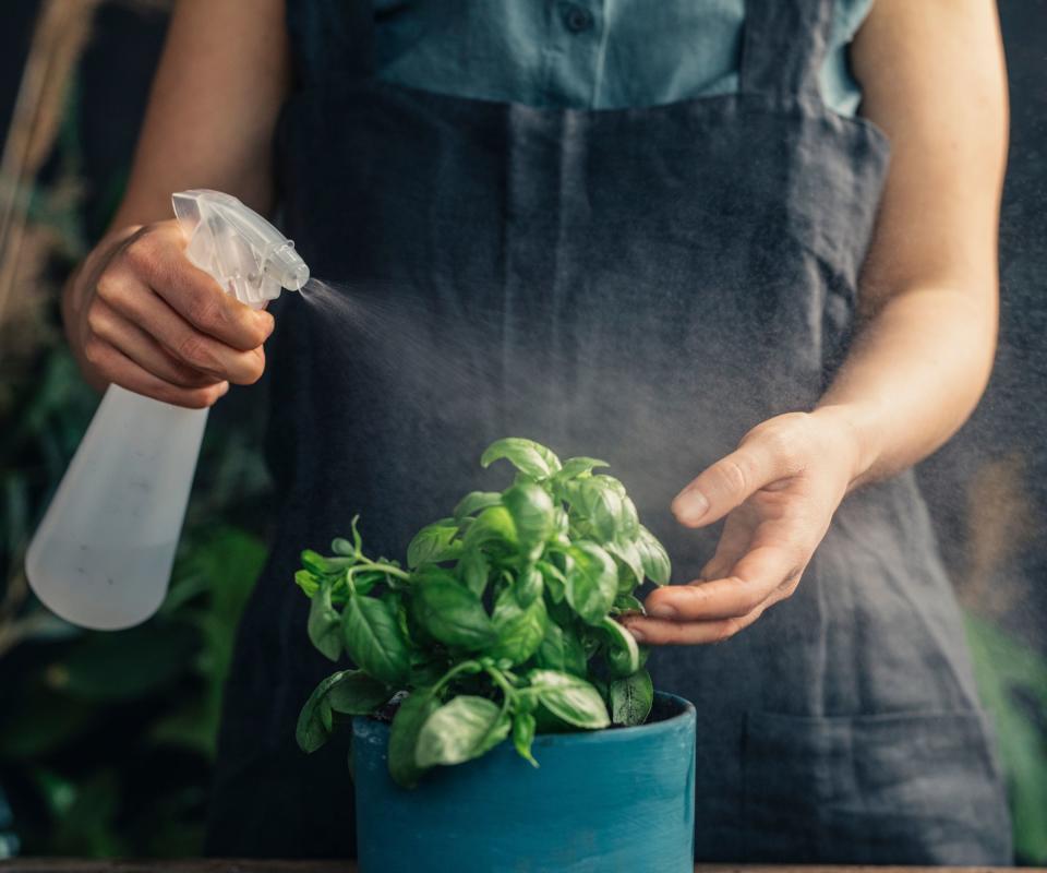 Basil, water spray