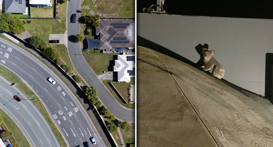 Left - an aerial view of the Gold Coast. Right - a koala at the site of a new rail line.