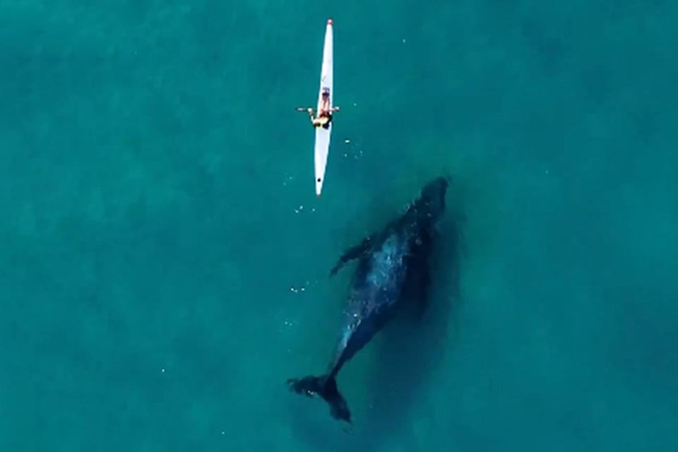 <p>dronesharkapp/instagram	</p> Curious humpback whale swimming alongside a kayaker in Australia