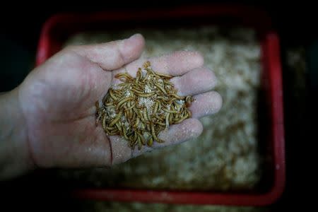 Kim Jong-hee, a edible insects farm owner, checks edible mealworms in Hwaseong, South Korea, August 10, 2016. REUTERS/Kim Hong-Ji
