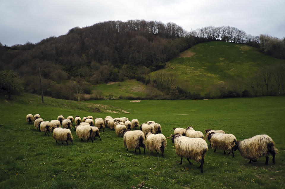 Sheep graze near St. James Way in Roncesvalles, northern Spain, April 10, 2021. The pilgrims are trickling back to Spain's St. James Way after a year of being kept off the trail due to the pandemic. Many have committed to putting their lives on hold for days or weeks to walk to the medieval cathedral in Santiago de Compostela in hopes of healing wounds caused by the coronavirus. (AP Photo/Alvaro Barrientos)