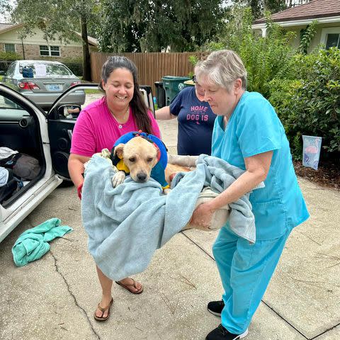 <p>Florida Urgent Rescue</p> Buster the rescue dog is carried by rescuers from Florida Urgent Rescue