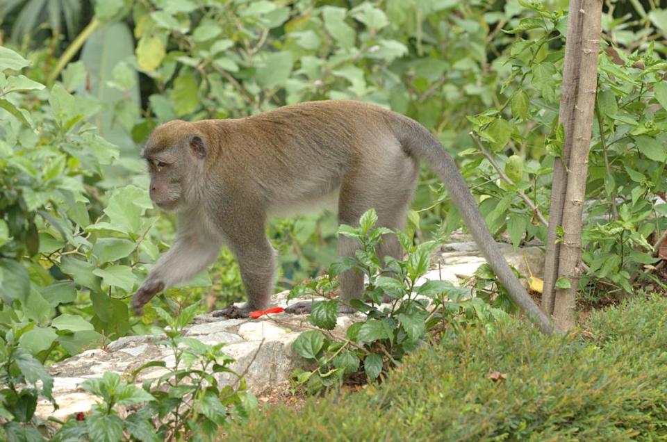 Macaco de cola larga ("Macaca fascicularis"). Lake Gardens, Kuala Lumpur, Malasia. Gary Houston