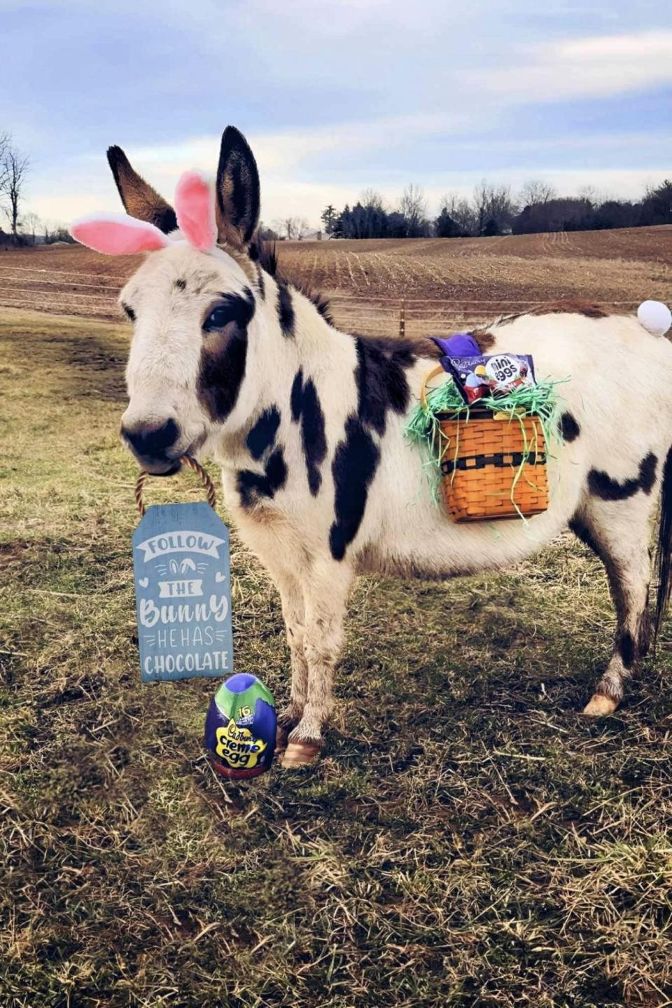 Sheldon, a miniature donkey owned by Lacy Geisler of Dover, is among the finalists to star in a Cadbury candy commercial. Geisler's cat, Violet, is also in the running.