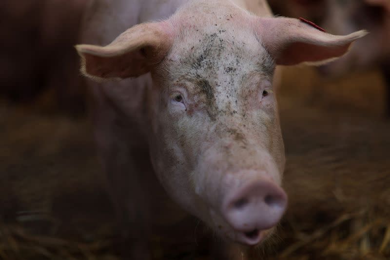 A pig farm for Niman Ranch located in Maryland, U.S.