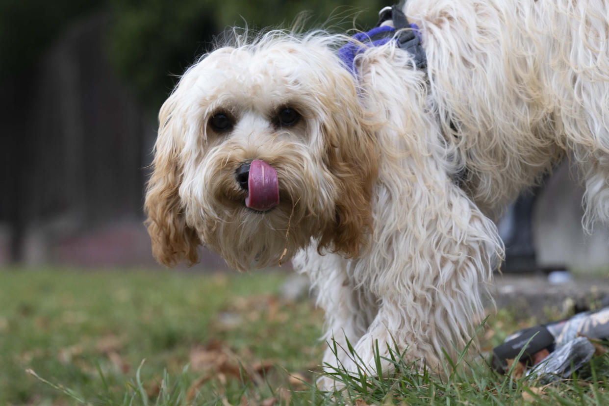  Dog licking. 