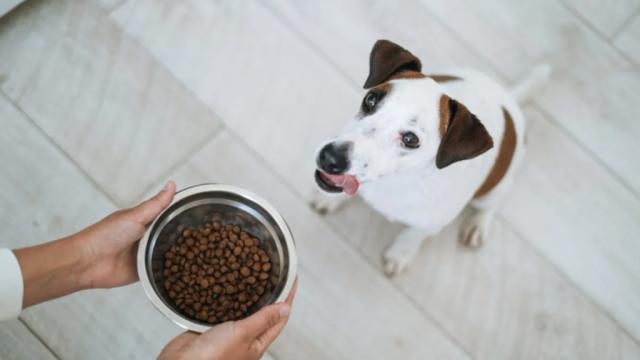 11 Best Dog Foods 2024