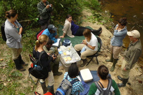 Central African Biodiversity Alliance members at work in the field, in Gabon.