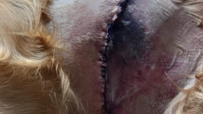 Puntadas en perro tras ataque de cerdo