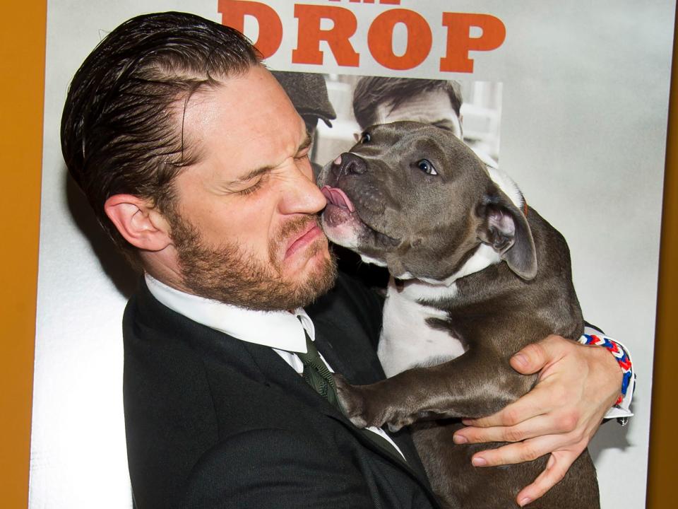 tom hardy dog