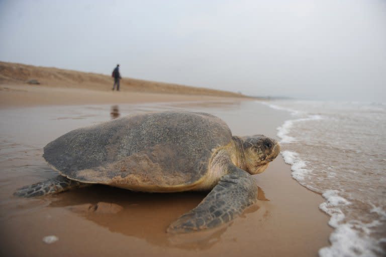 An Olive Ridley turtle returns to the sea after laying eggs on Rushikulya beach, south west of Bhubaneshwar, eastern India, on March 17, 2010. Conservationists have expressed alarm over the low number of turtles arriving on the coast of east India and Bangladesh for the nesting season, blaming overfishing and climate change for the decline