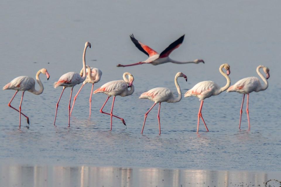 <p>Flamingos versammeln sich an der Küste von Kuwait City und läuten den Beginn des warmen Winters in Kuwait ein. (Bild: Raed Qutena/EPA) </p>