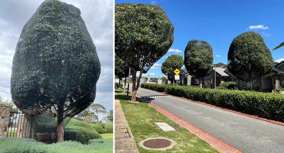 Left - a netted tree at the Australian Unity retirement home. Right - a row of netted trees a the property.