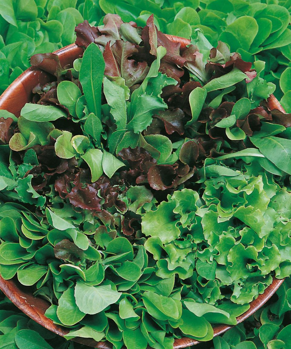 A range of lettuce growing in pots