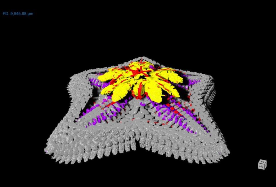 海星的微型CT掃描顯示了骨骼（灰色）、消化系統（黃色）、神經系統（藍色）、肌肉（紅色）和水循環系統（紫色）。（圖／南安普頓大學）