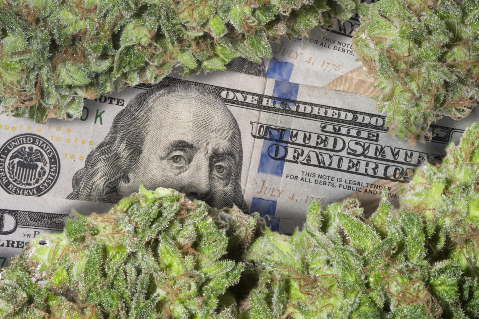 Marijuana buds above a $100 bill