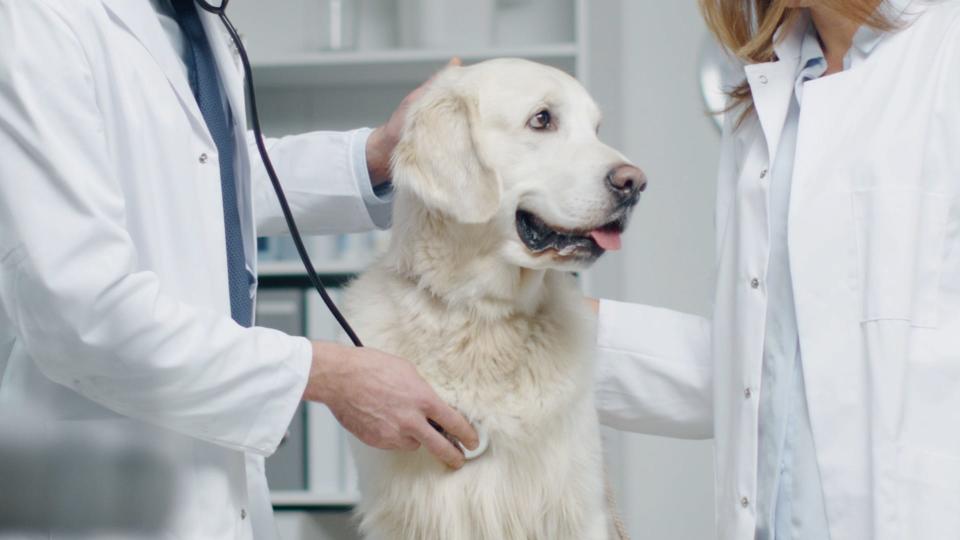 A mysterious respiratory illness is spreading among dogs throughout the country. States are seeing high rates of illness but low mortality rates, said veterinarian Dr. Keith Poulsen, director of the Wisconsin Veterinary Diagnostic Laboratory.