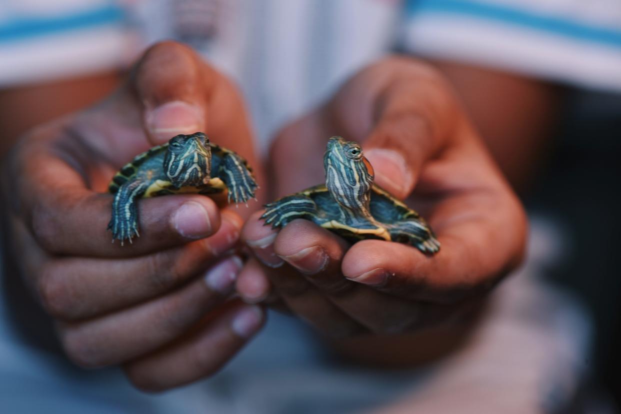 person holding two tiny red eared slider turtles