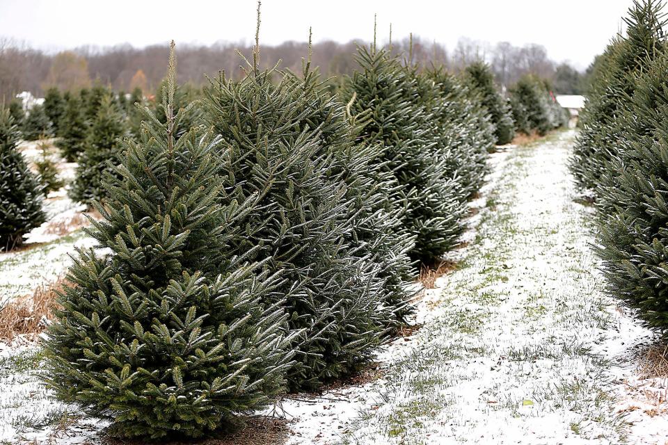 In addition to live Christmas trees, Sugargrove Tree Farm in Ashland County offers wagon rides, tree shaking and bailing.