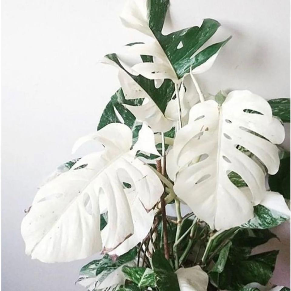This rare and tropical variation of the monstera deliciosa is not a beginner plant, but once cultivated properly, will reveal both stark white and multi-colored shades of green. This seller ships 100 variegated seedlings that are ready to be potted, and they also send a growing guide.You can buy this rare monstera plant from Etsy for around $18.