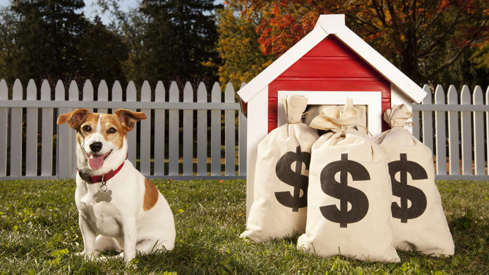 Jack Russell outside kennel with bags of dollars