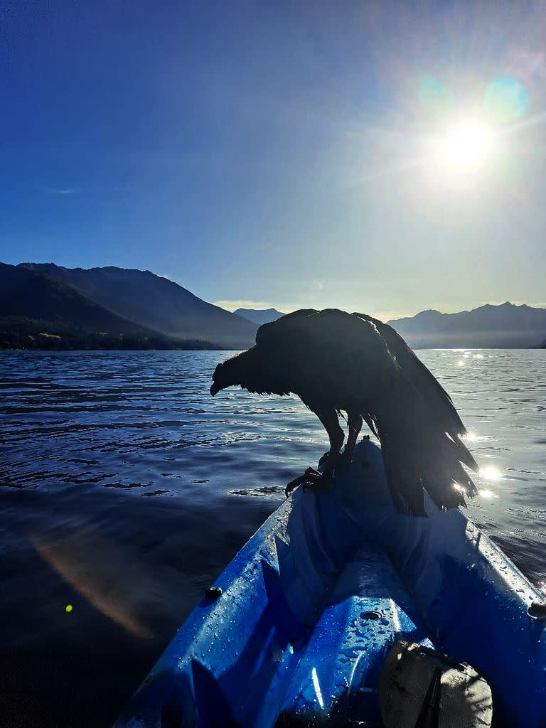 El cóndor rescatado es un macho juvenil, confirmaron los expertos