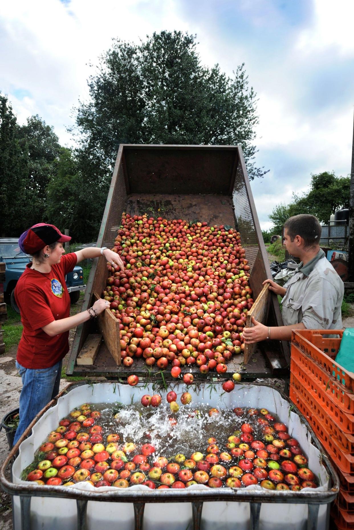 Family of cider makers near Ross-on-Wye in Herefordshire