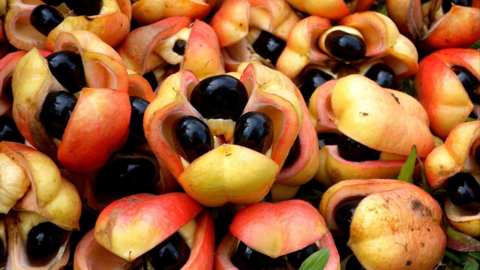 Mandatory Credit: Photo by Neil Bowman/Flpa/imageBROKER/Shutterstock (5310289a)Ackee (Blighia sapida), harvested fruit with seeds, Jamaica, CaribbeanVARIOUS.