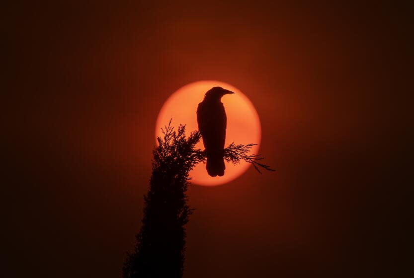 A crow sitting