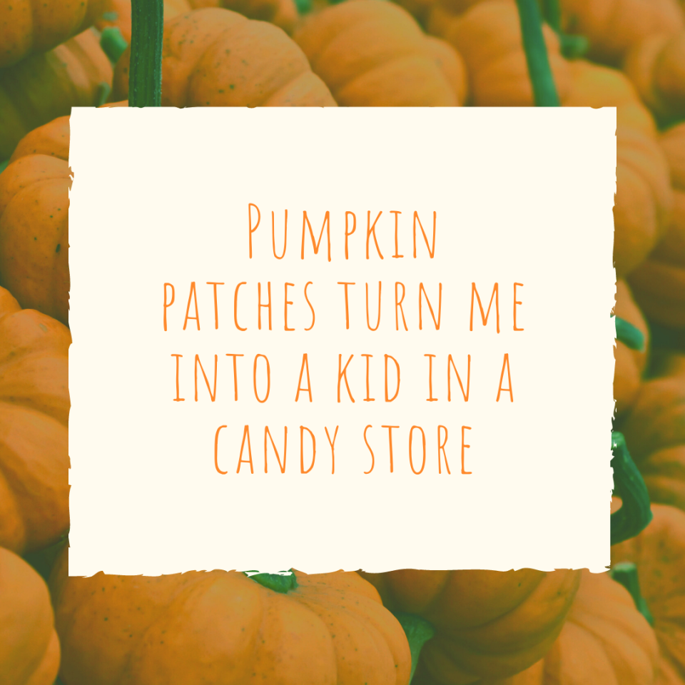 Pumpkin patches turn me into a kid in a candy store | Pumpkin Patch Captions