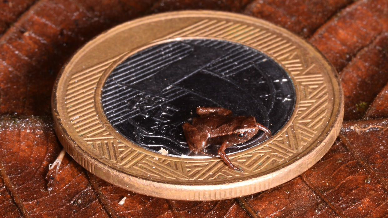  The smallest known vertebrate, Brachycephalus pulex, on a coin. 