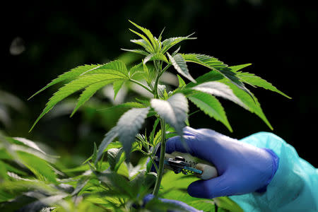 FILE PHOTO: An employee tends to medical cannabis plants at Pharmocann, an Israeli medical cannabis company in northern Israel January 24, 2019. REUTERS/Amir Cohen/File Photo