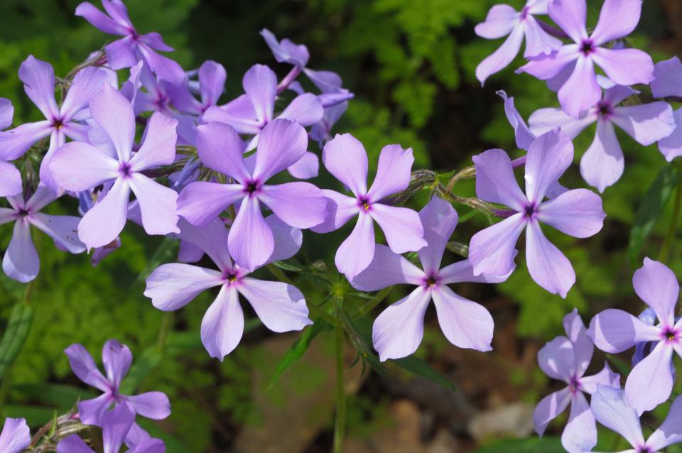 Eco-Adventurers can expect to see wild blue phlox and many more wildflowers along the trail on the April 21-23 excursions.