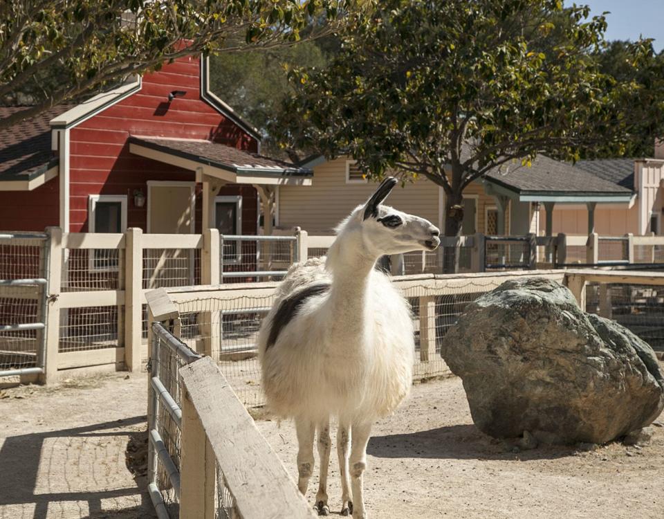 8) In addition to multiple barns, there's a petting zoo.